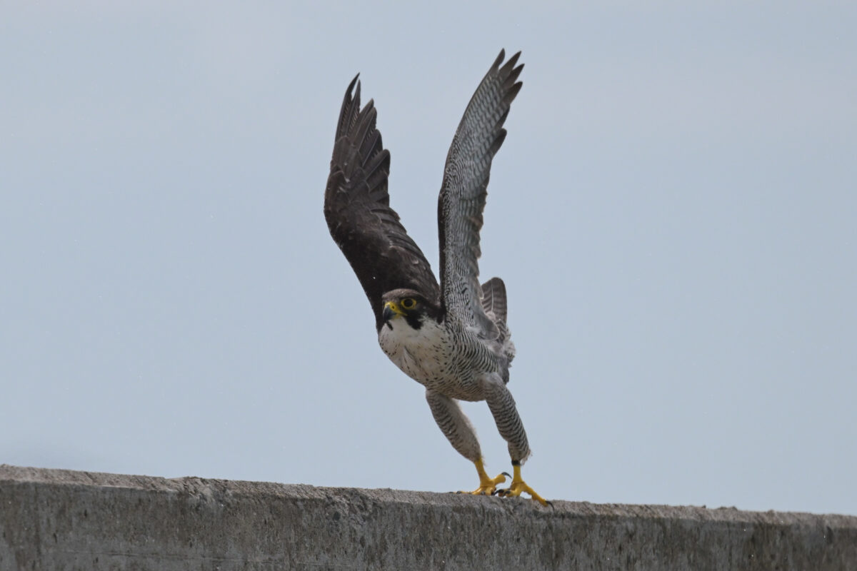 ハヤブサ
西表島
鳩間島