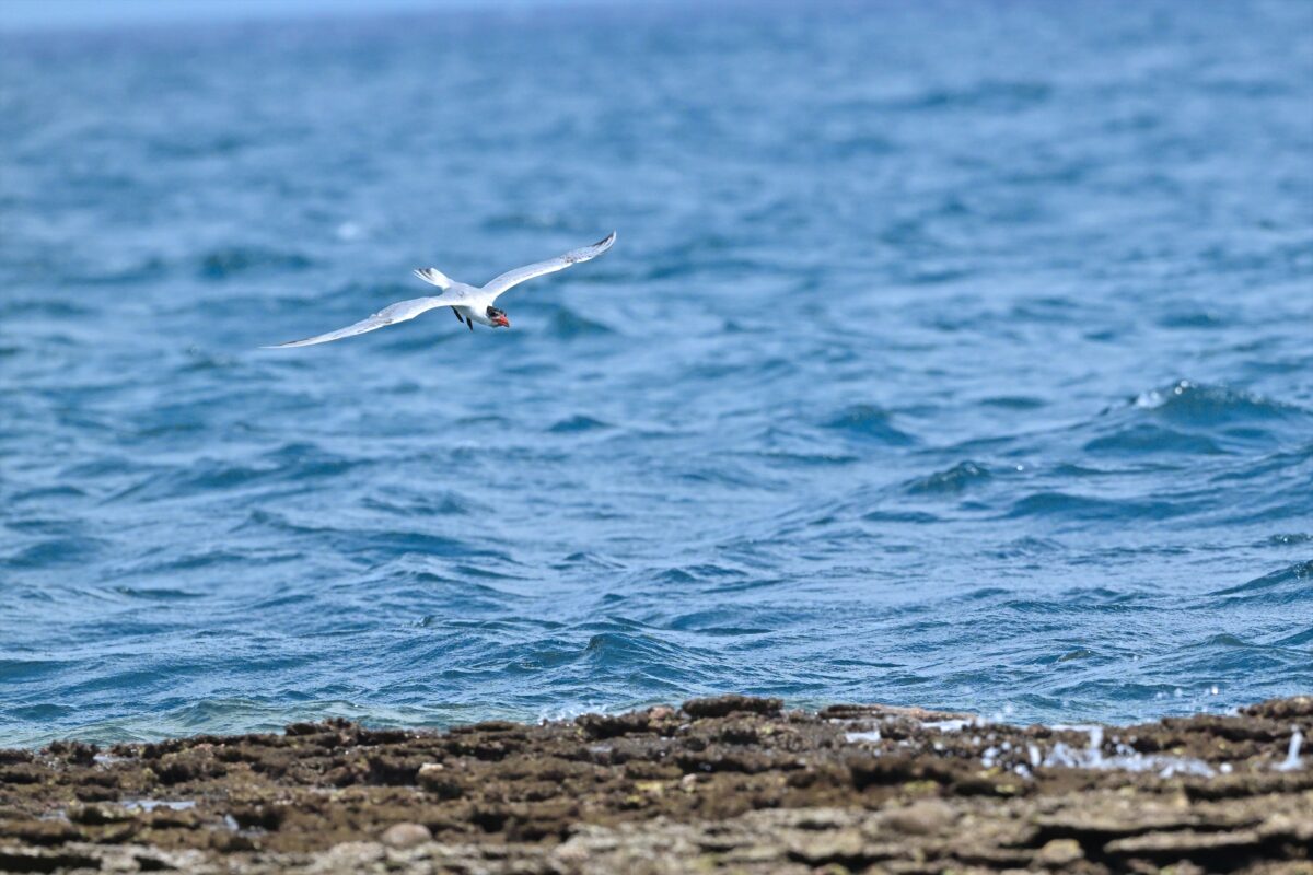 オニアジサシ
鳩間島
西表島