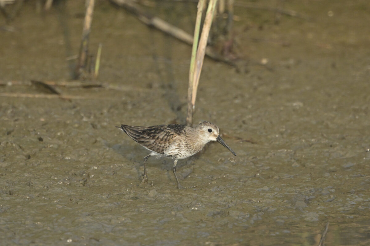 ハマシギ
ハマシギ幼鳥
西表島
オオホラダ