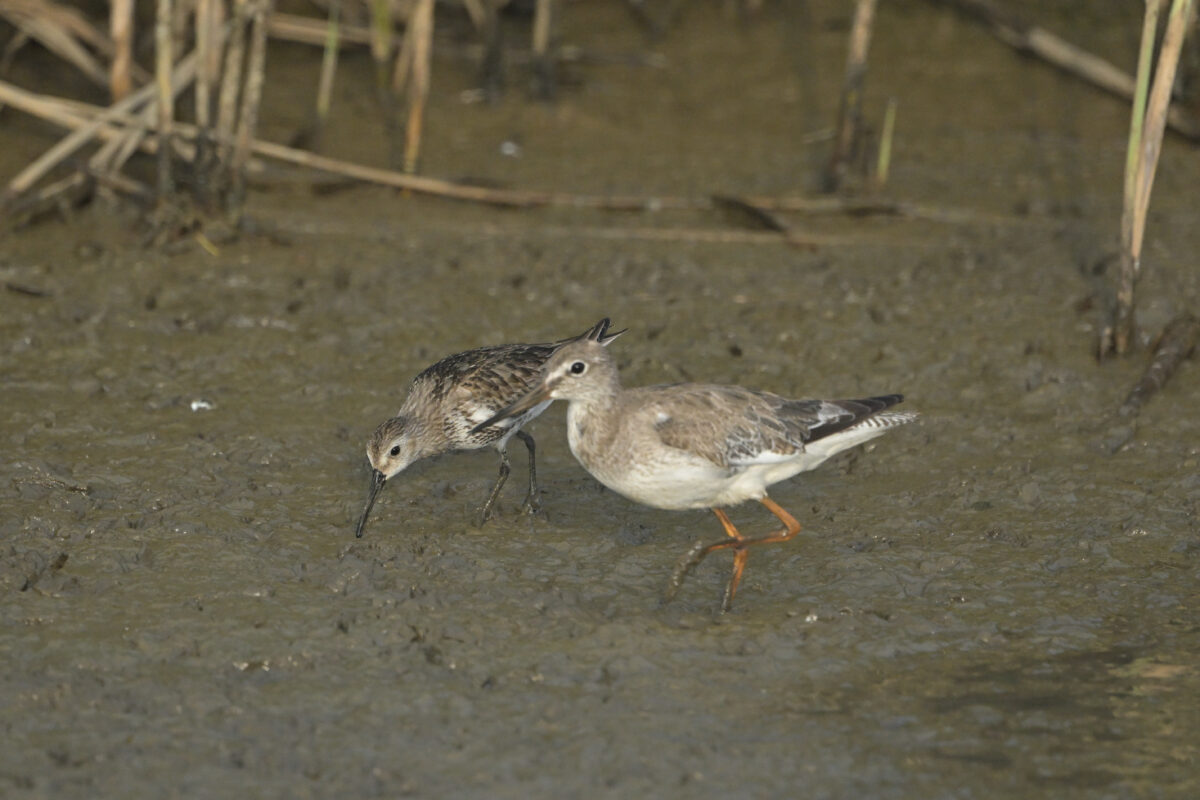 ハマシギ
ハマシギ幼鳥
アカアシシギ
西表島
オオホラダ