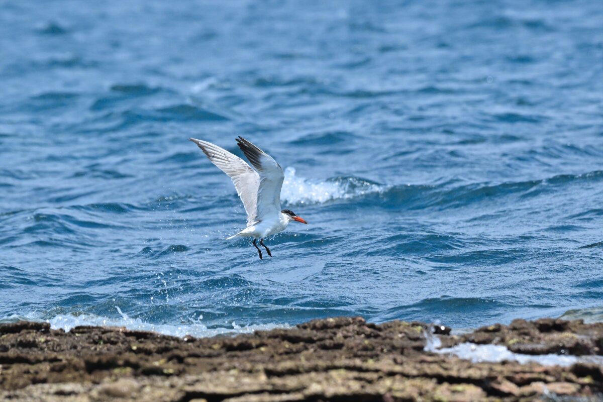 オニアジサシ
鳩間島
西表島