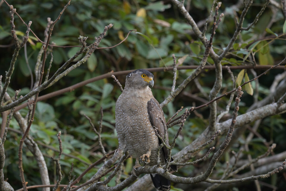 カンムリワシ
西表島
大浜農園