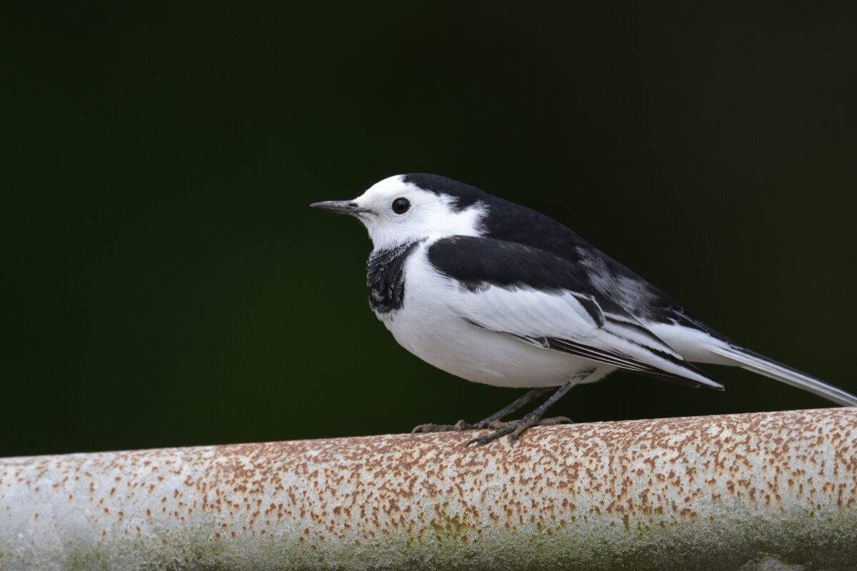 ホオジロハクセキレイ♂
ホオジロハクセキレイ雄
ホオジロハクセキレイ
西表島
祖納港