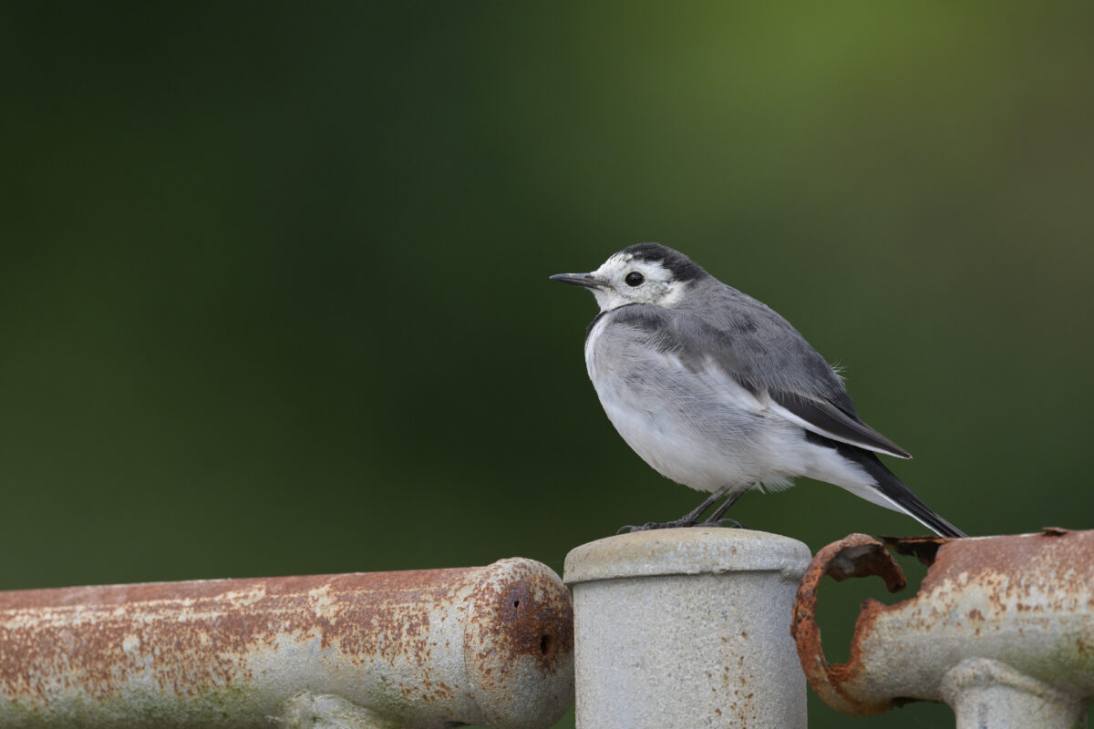 ホオジロハクセキレイ♀
ホオジロハクセキレイ雌
ホオジロハクセキレイ
西表島
祖納港