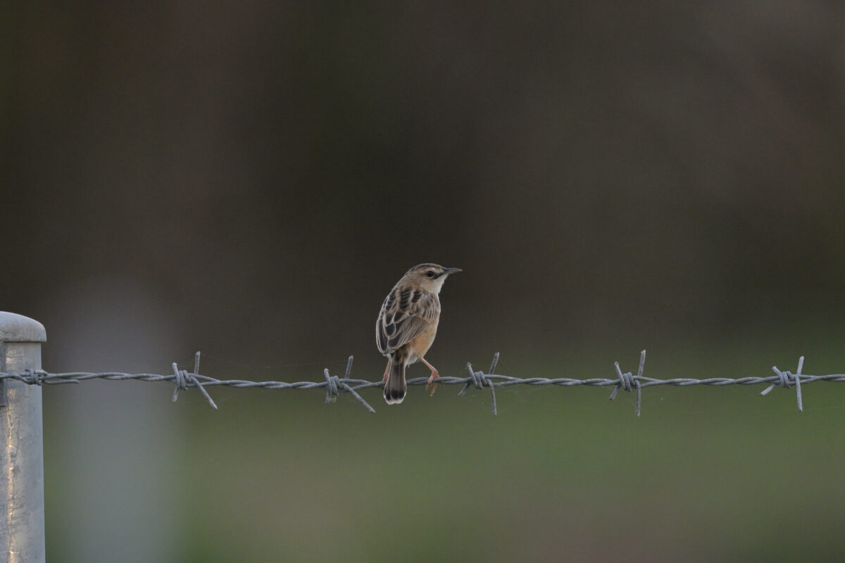 セッカ
西表島
住吉コンポスト