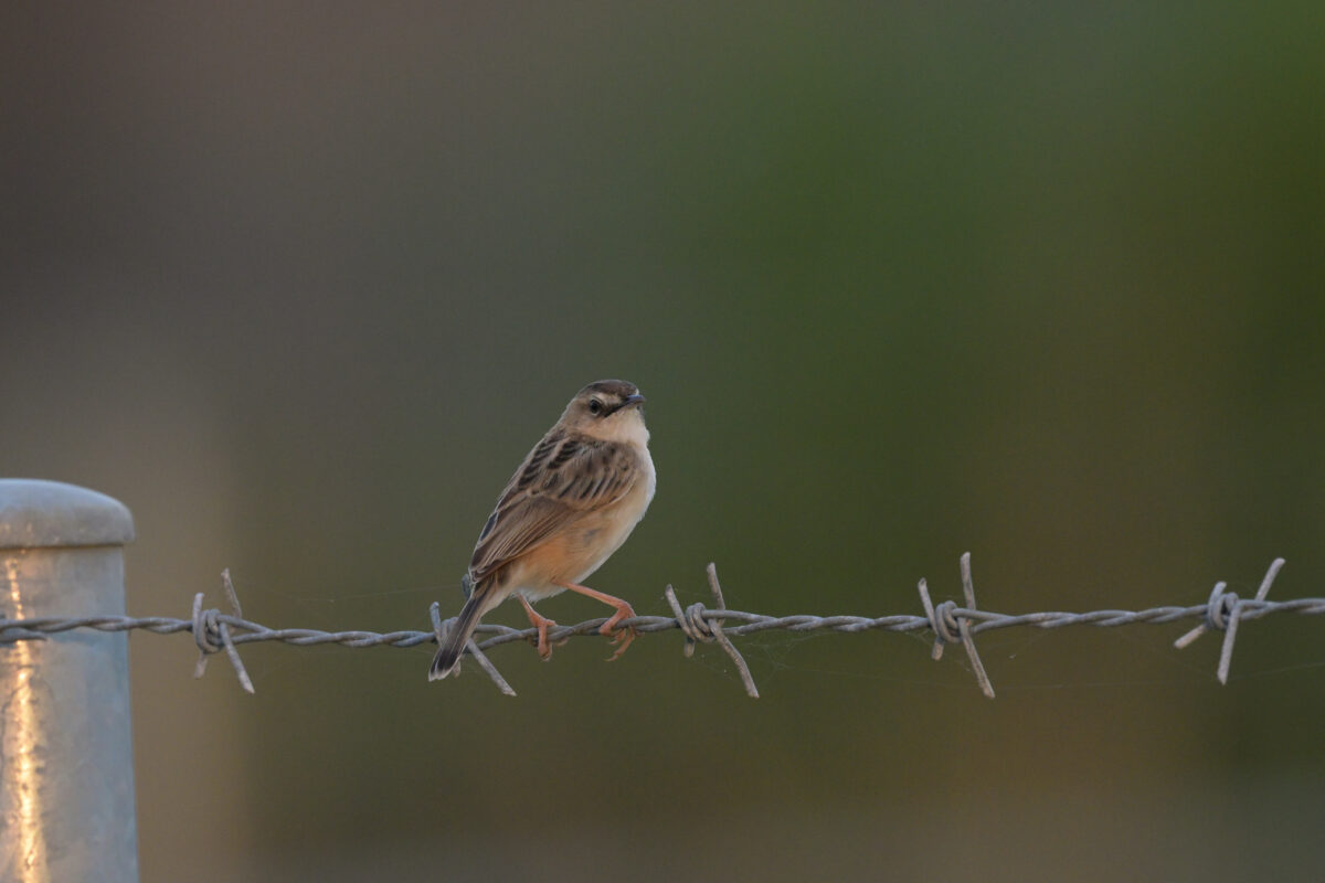 セッカ
西表島
住吉コンポスト