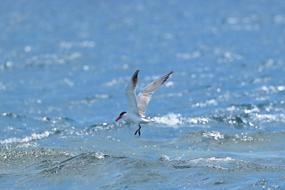 オニアジサシ
鳩間島
西表島