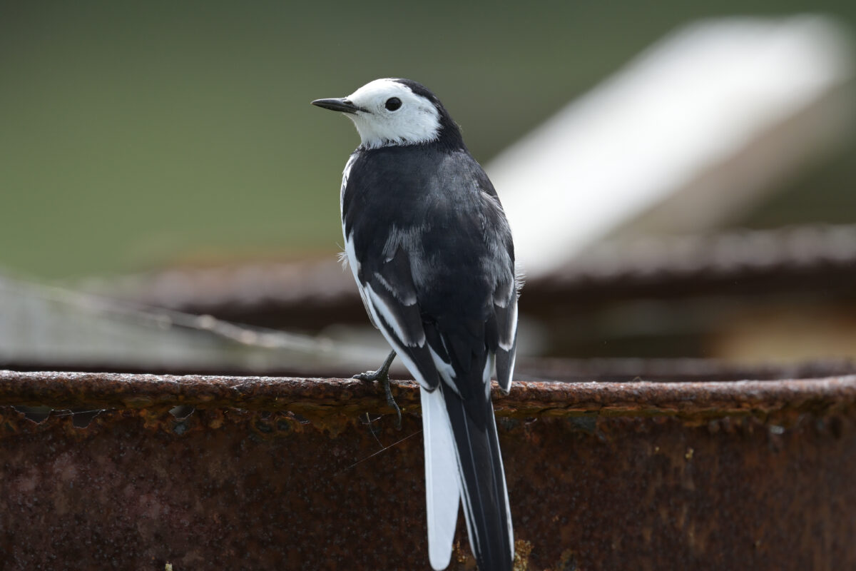 ホオジロハクセキレイ
ホオジロハクセキレイ♂
ホオジロハクセキレイ雄
西表島
祖納集落