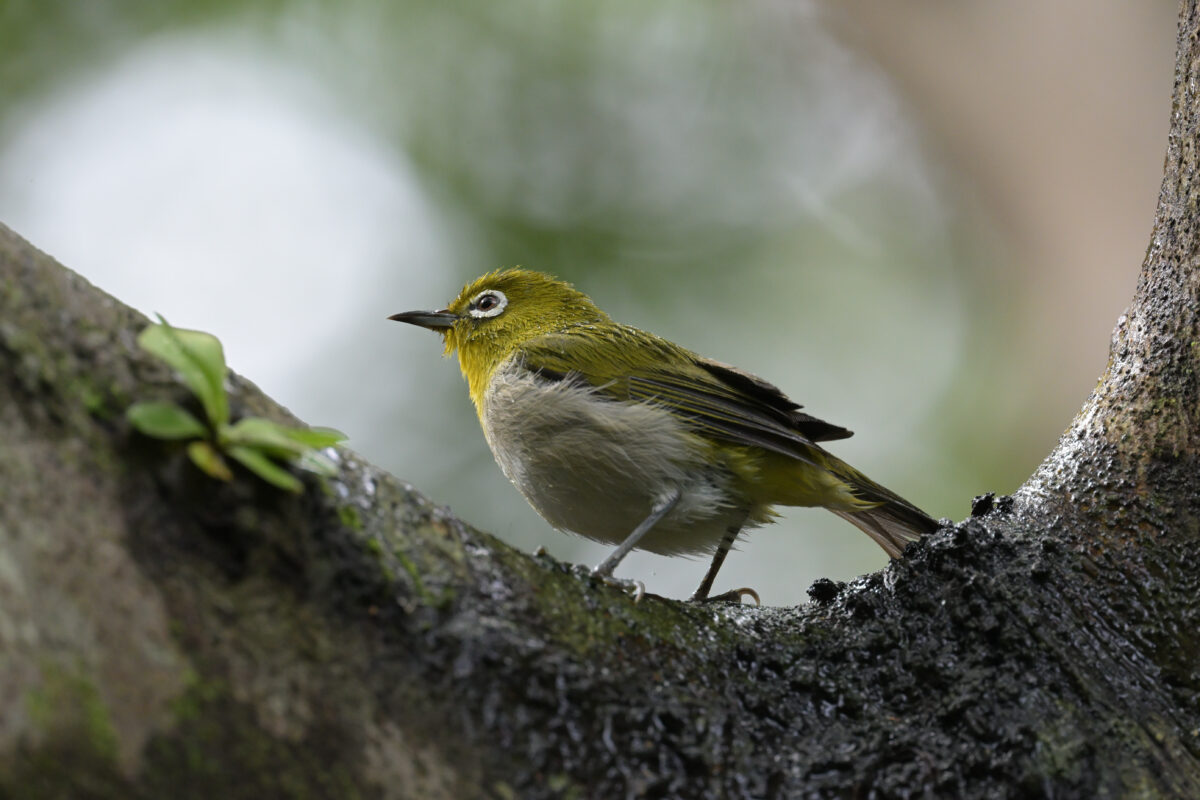 リュウキュウメジロ
西表島
白浜林道