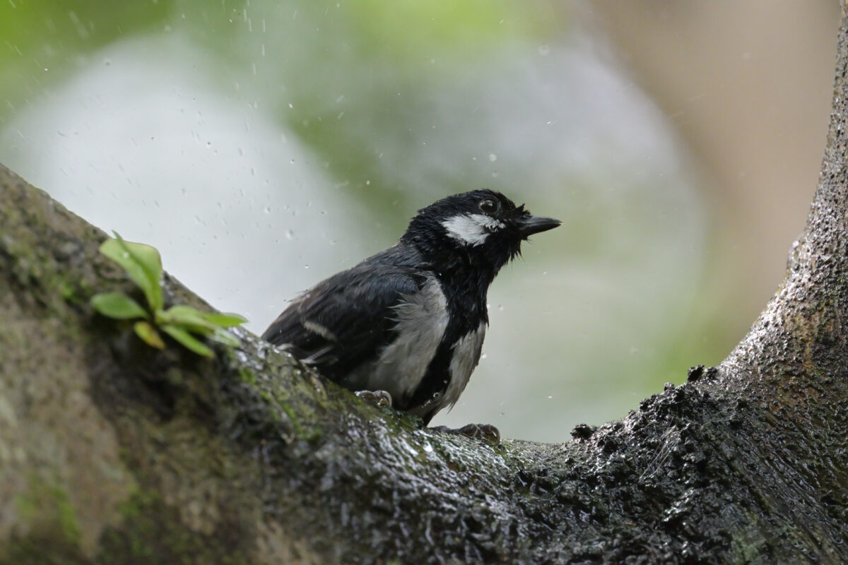 イシガキシジュウカラ
西表島
白浜林道