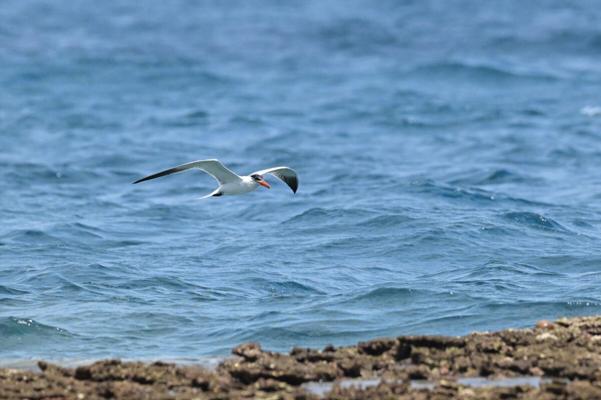 オニアジサシ
鳩間島
西表島