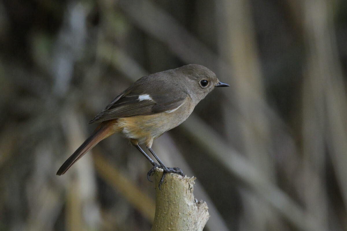 ジョウビタキ
ジョウビタキ雌
ジョウビタキ♀
西表島
白浜林道