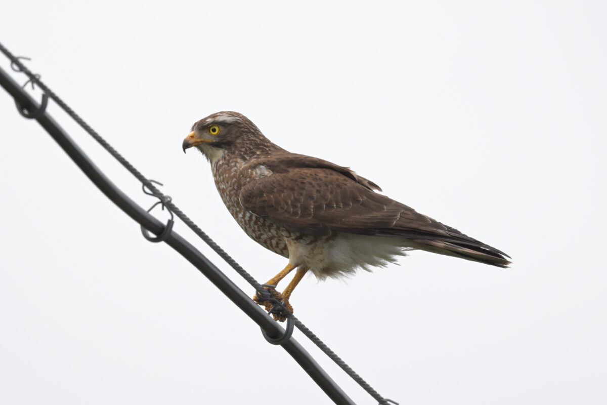 サシバ
サシバ♀
サシバ雌
西表島
ホネラ