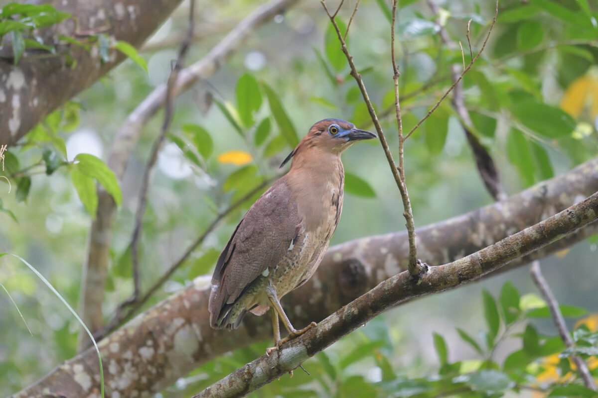 ズグロミゾゴイ
西表島
白浜林道