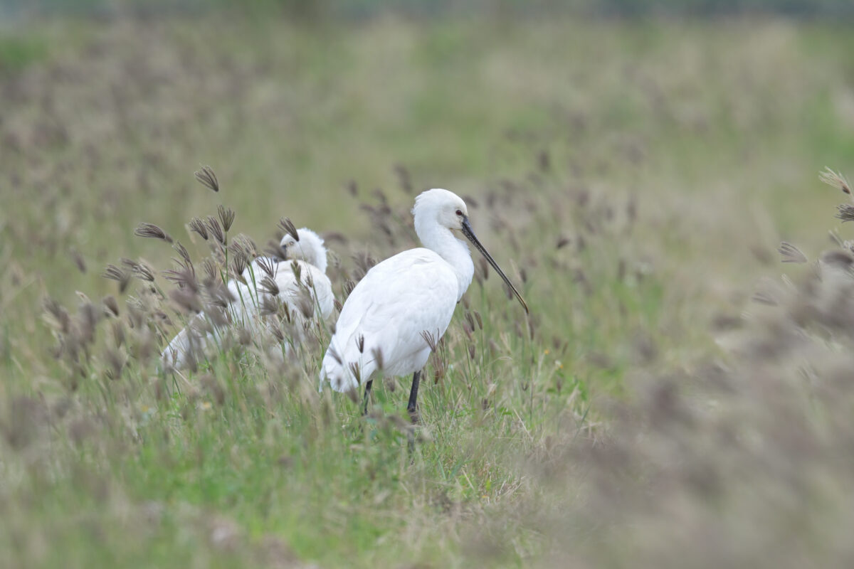 ヘラサギ
西表島
美原の田んぼ