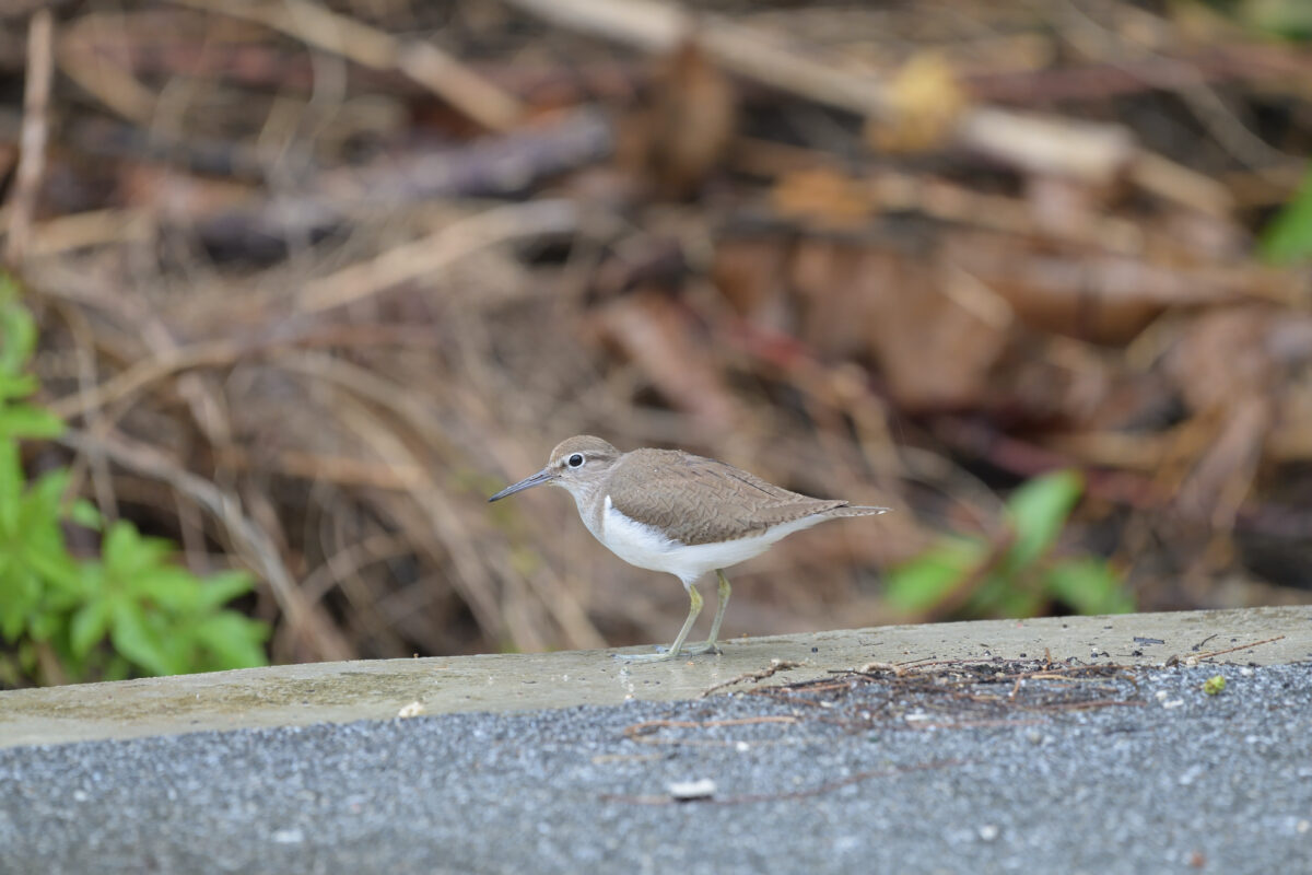 イソシギ
白浜集落
西表島