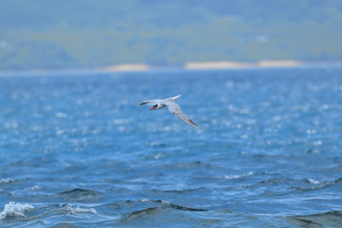 オニアジサシ
鳩間島
西表島