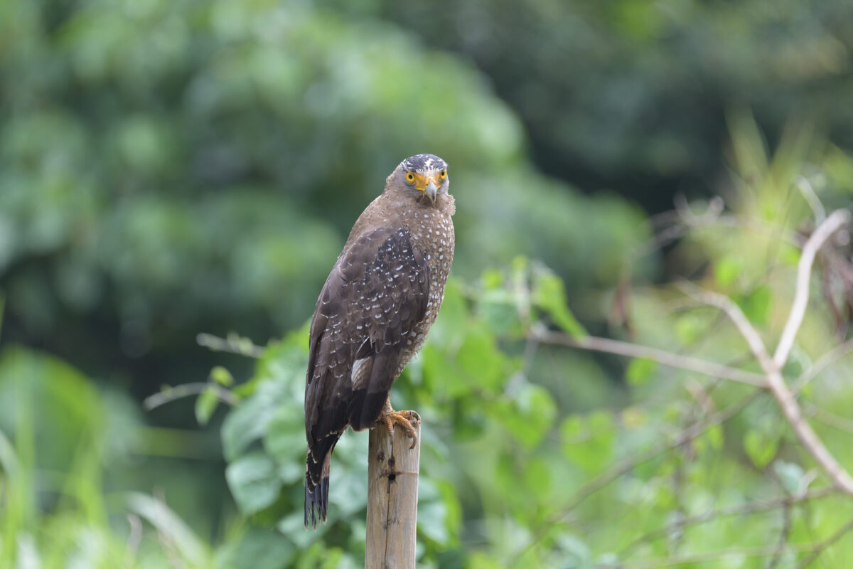 カンムリワシ
船浦中学校
西表島