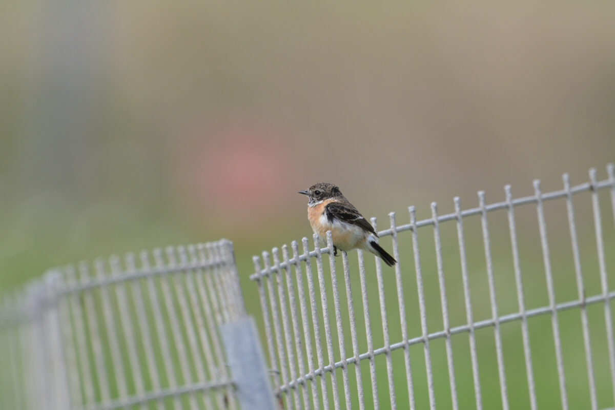 ノビタキ
ノビタキ♂
西表島
佐久田