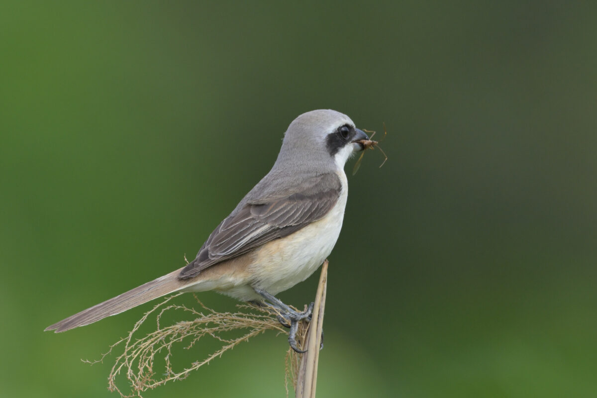 シマアカモズ
西表島
佐久田