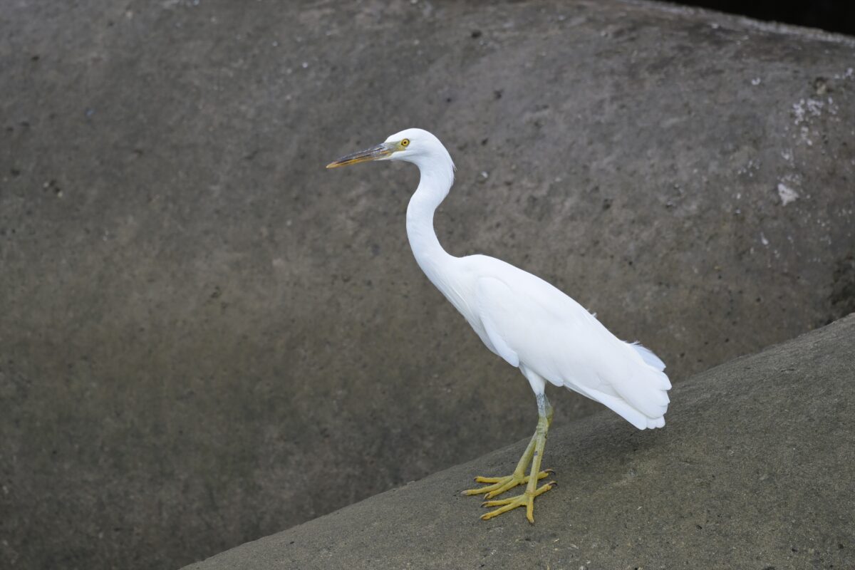クロサギ
白色型のクロサギ
クロサギ白色型
白いクロサギ
西表島
鳩間島