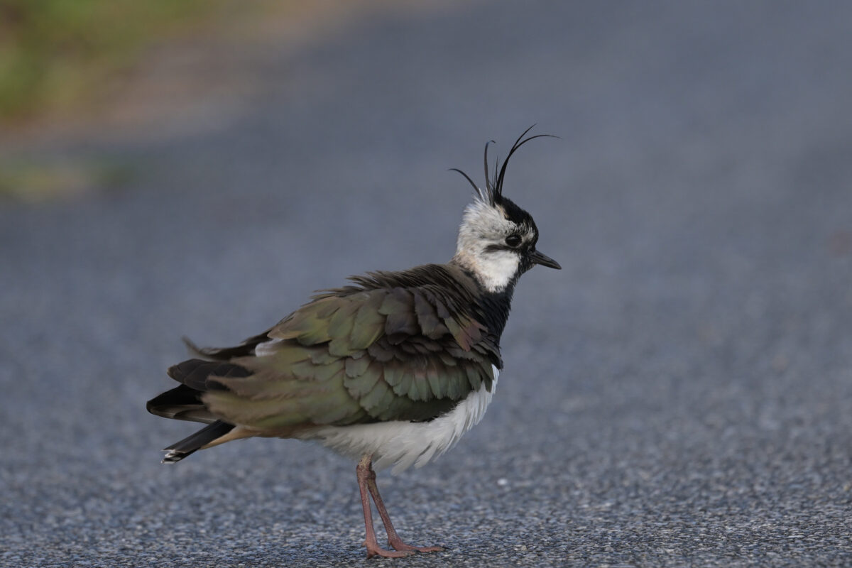 タゲリ
西表島
住吉牧場
