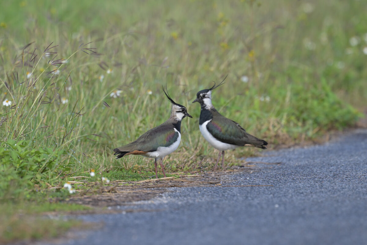 タゲリ
西表島
住吉牧場
