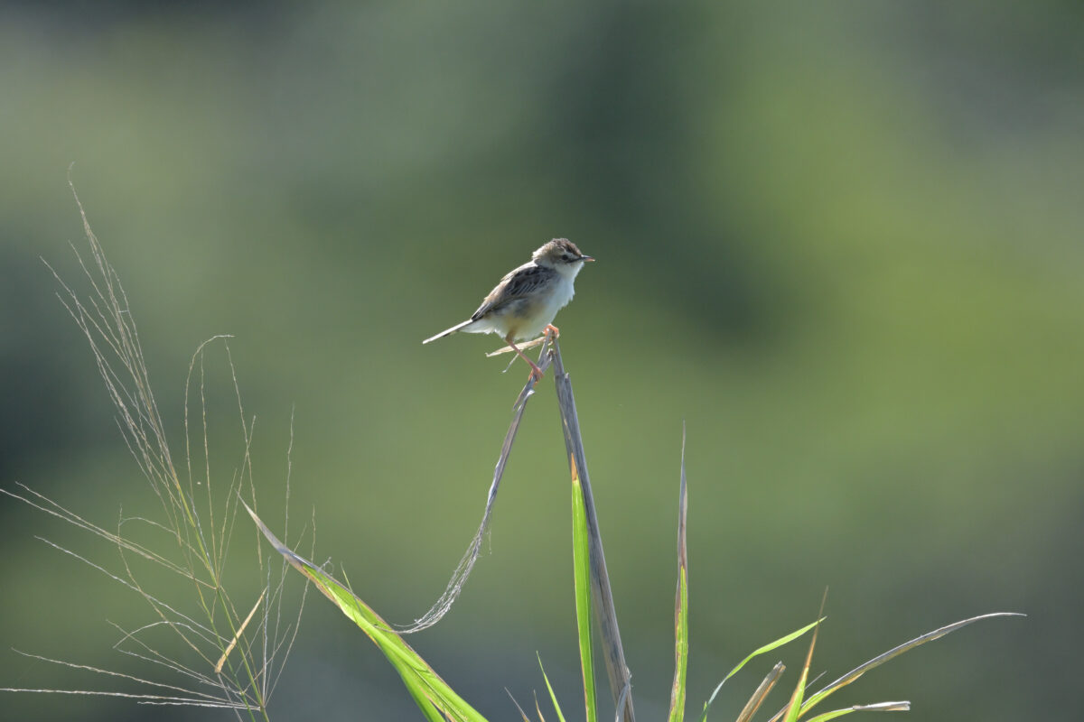セッカ
西表島
フカンタ