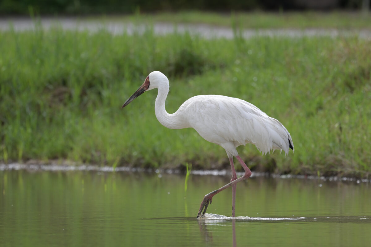 ソデグロヅル
西表島
ミダラの田んぼ