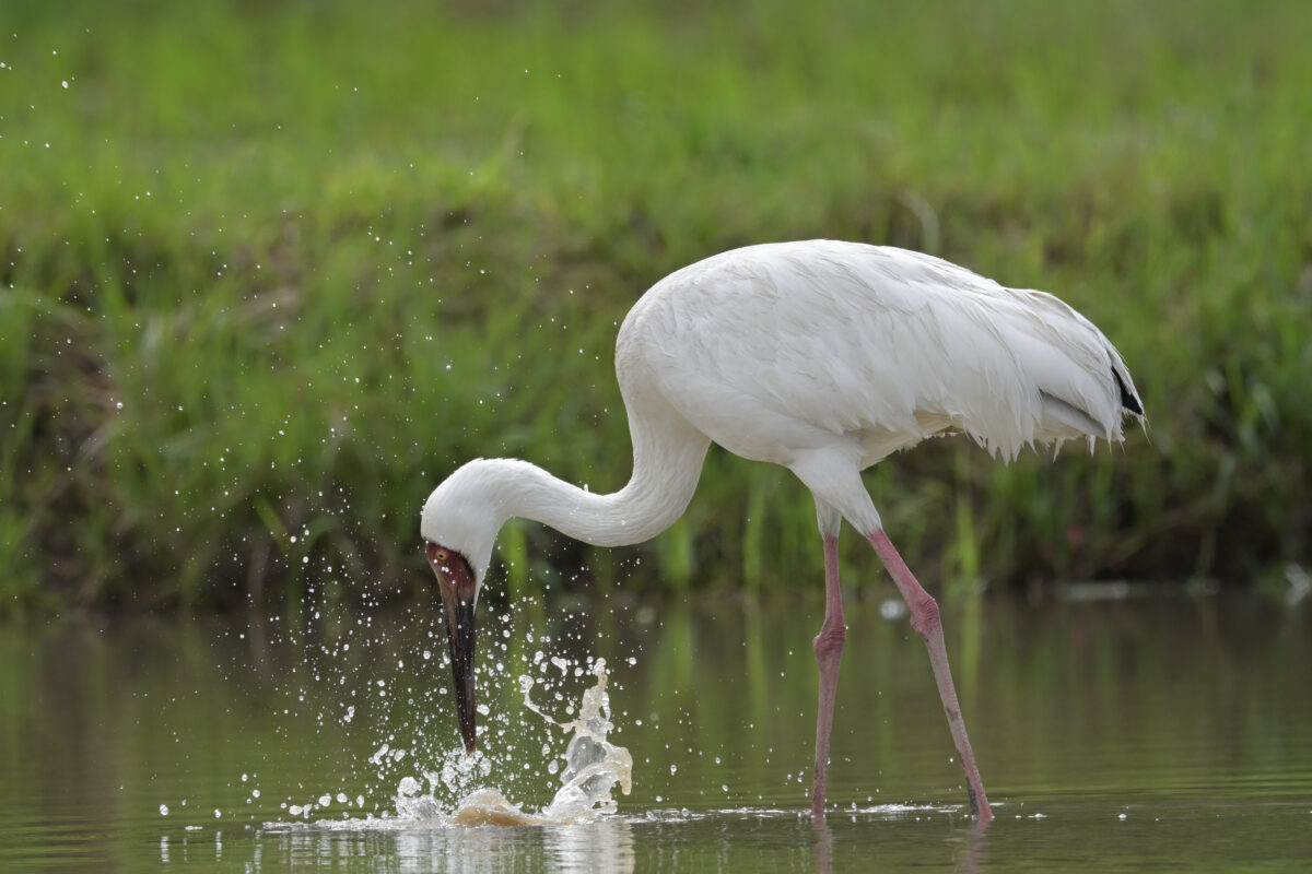 ソデグロヅル
西表島
ミダラの田んぼ