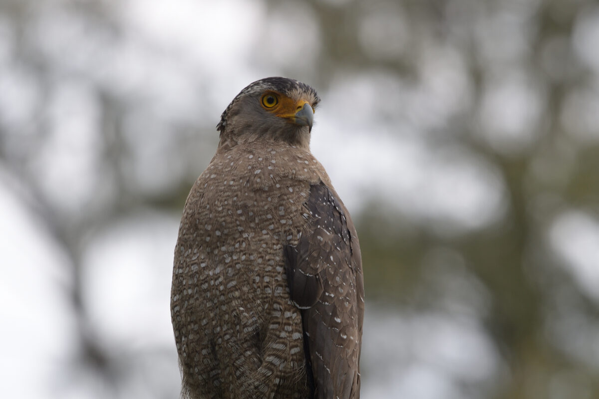 カンムリワシ
西表島
浦内牧場