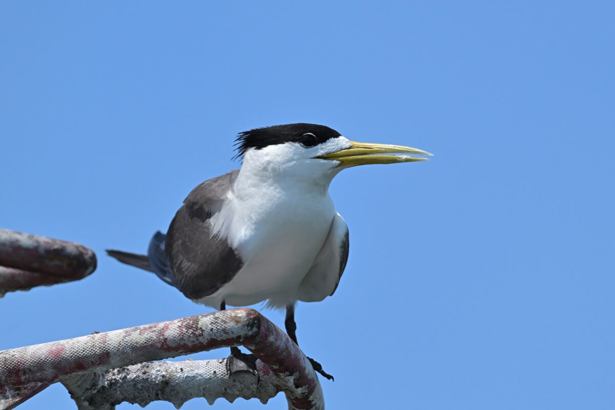 オオアジサシ
西表島
鳩間島