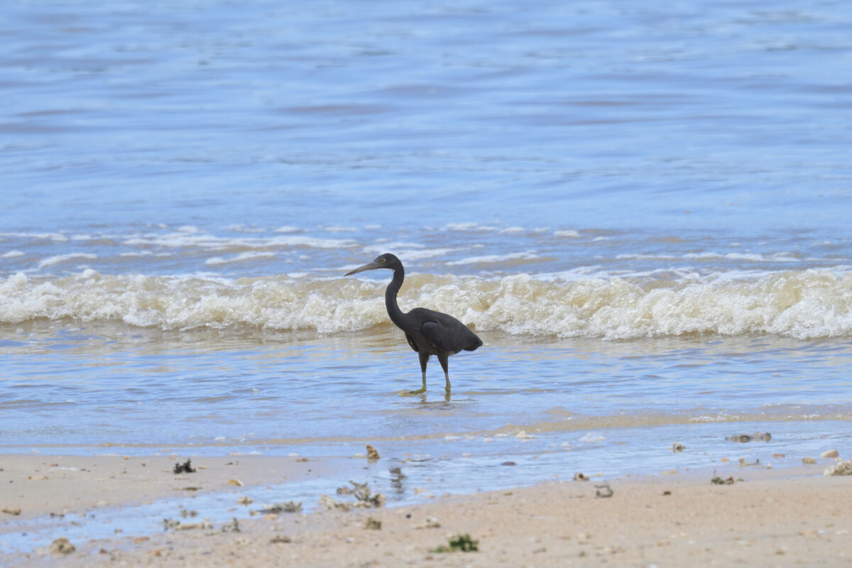 クロサギ
西表島
大浜農園
