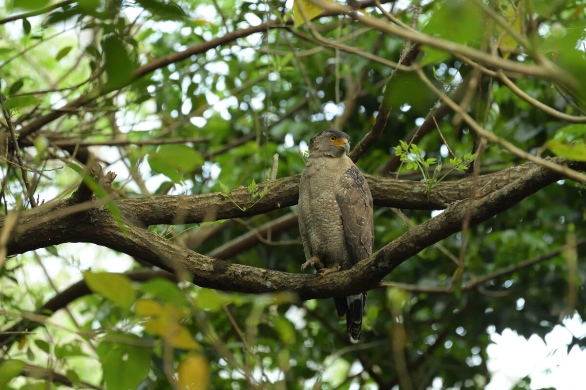 カンムリワシ
西表島
白浜林道
