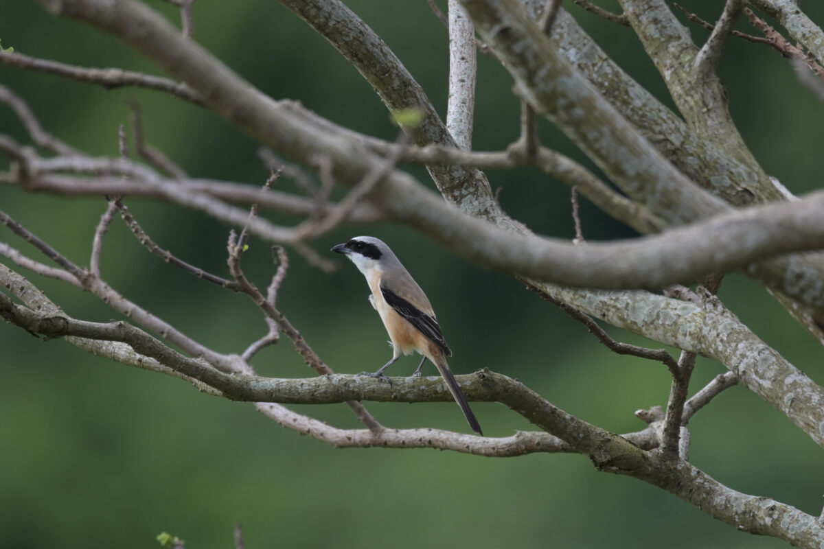 タカサゴモズ
西表島
住吉牧場