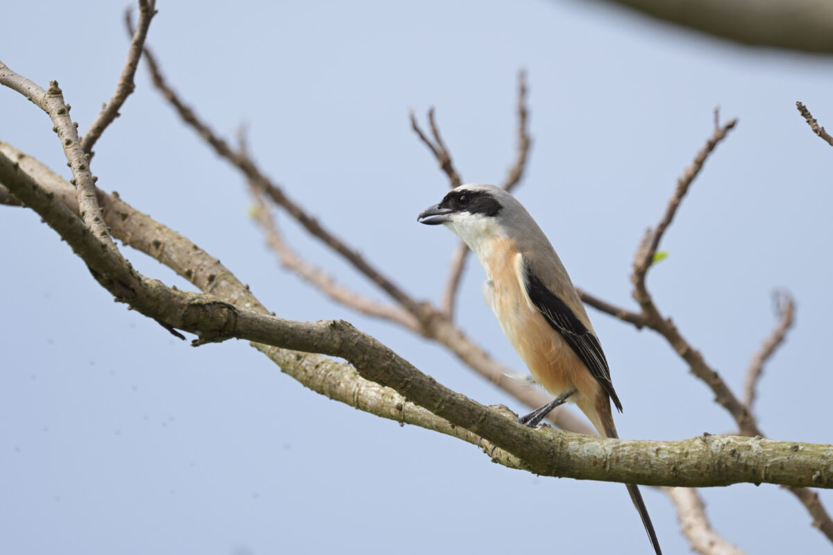 タカサゴモズ
西表島
住吉牧場
