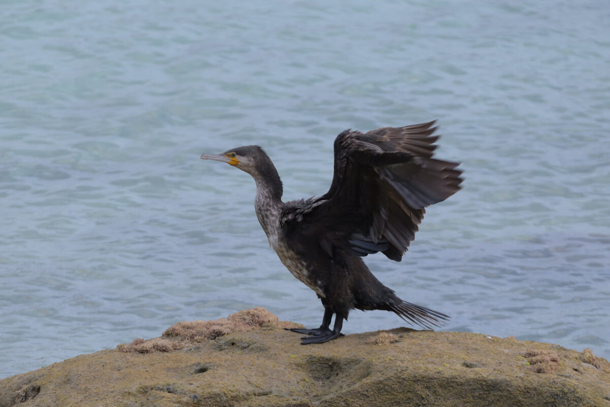 カワウ
カワウ幼鳥
西表島
ミダラ浜