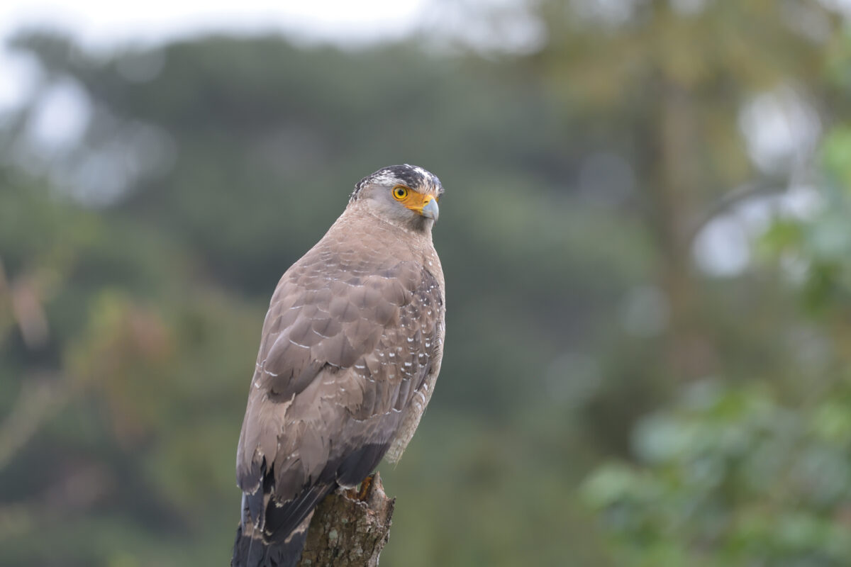 カンムリワシ
浦内の田んぼ
西表島