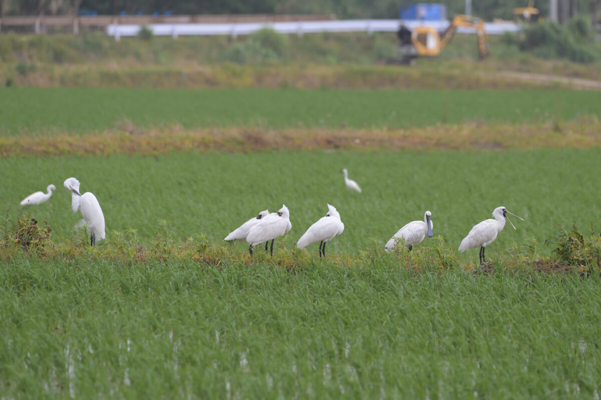 クロツラヘラサギ
美原の田んぼ
西表島