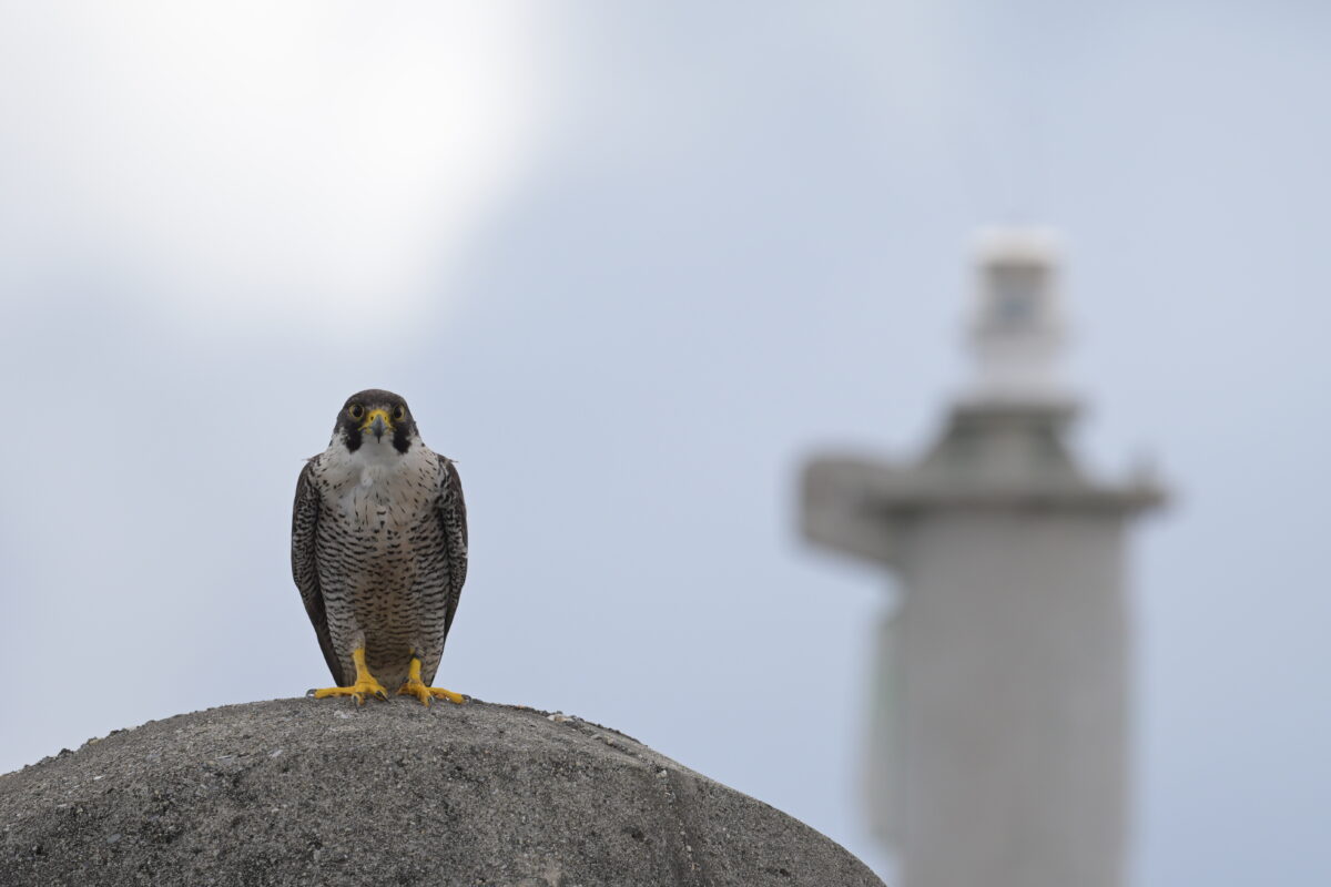 ハヤブサ
西表島
鳩間島
