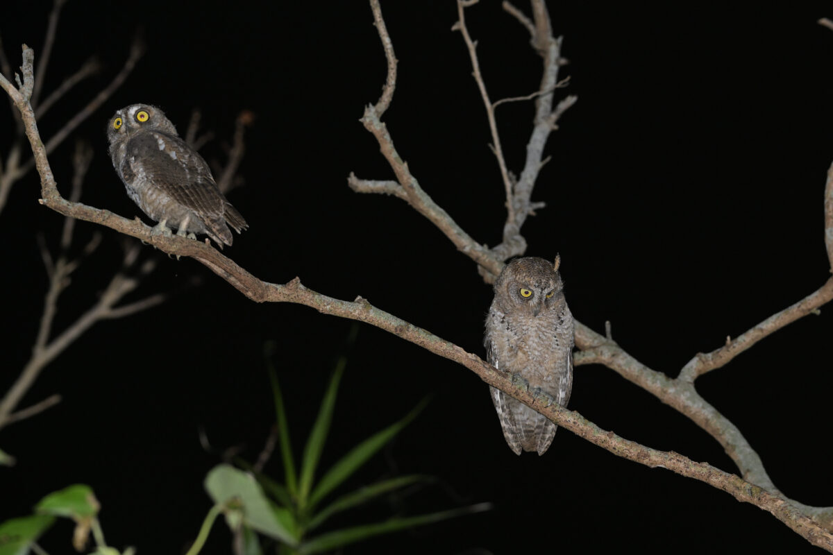 リュウキュウコノハズク幼鳥
夜のリュウキュウコノハズク幼鳥
リュウキュウコノハズク幼鳥
夜のリュウキュウコノハズク
県道沿い
西表島