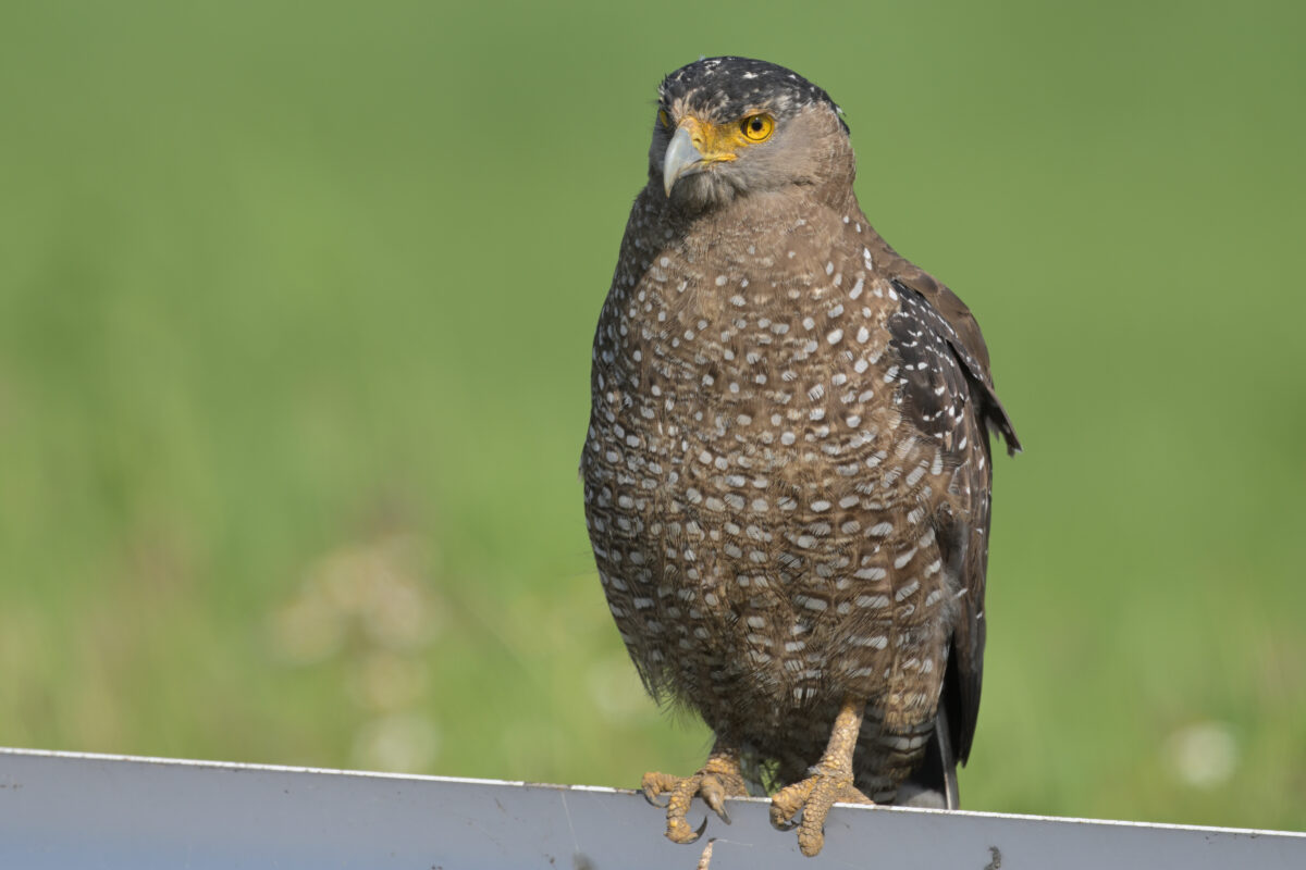 カンムリワシ
西表島
美原の田んぼ