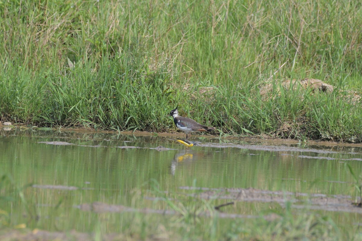 タゲリ
キセキレイ
浦内の田んぼ
西表島