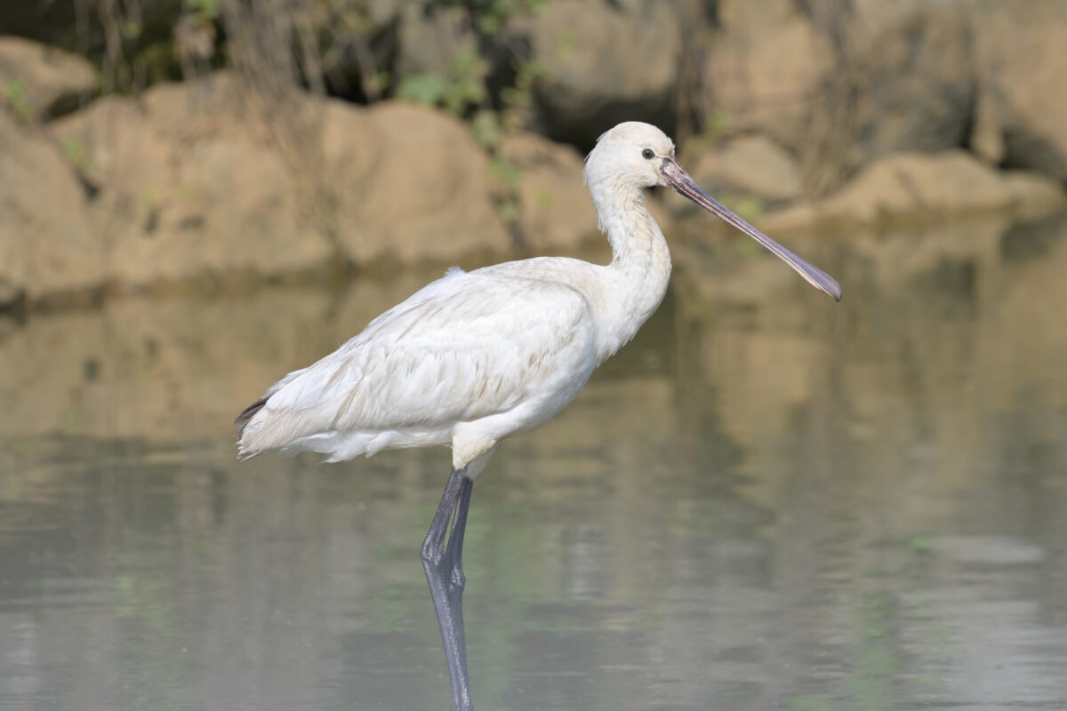 ヘラサギ
西表島
佐久田
