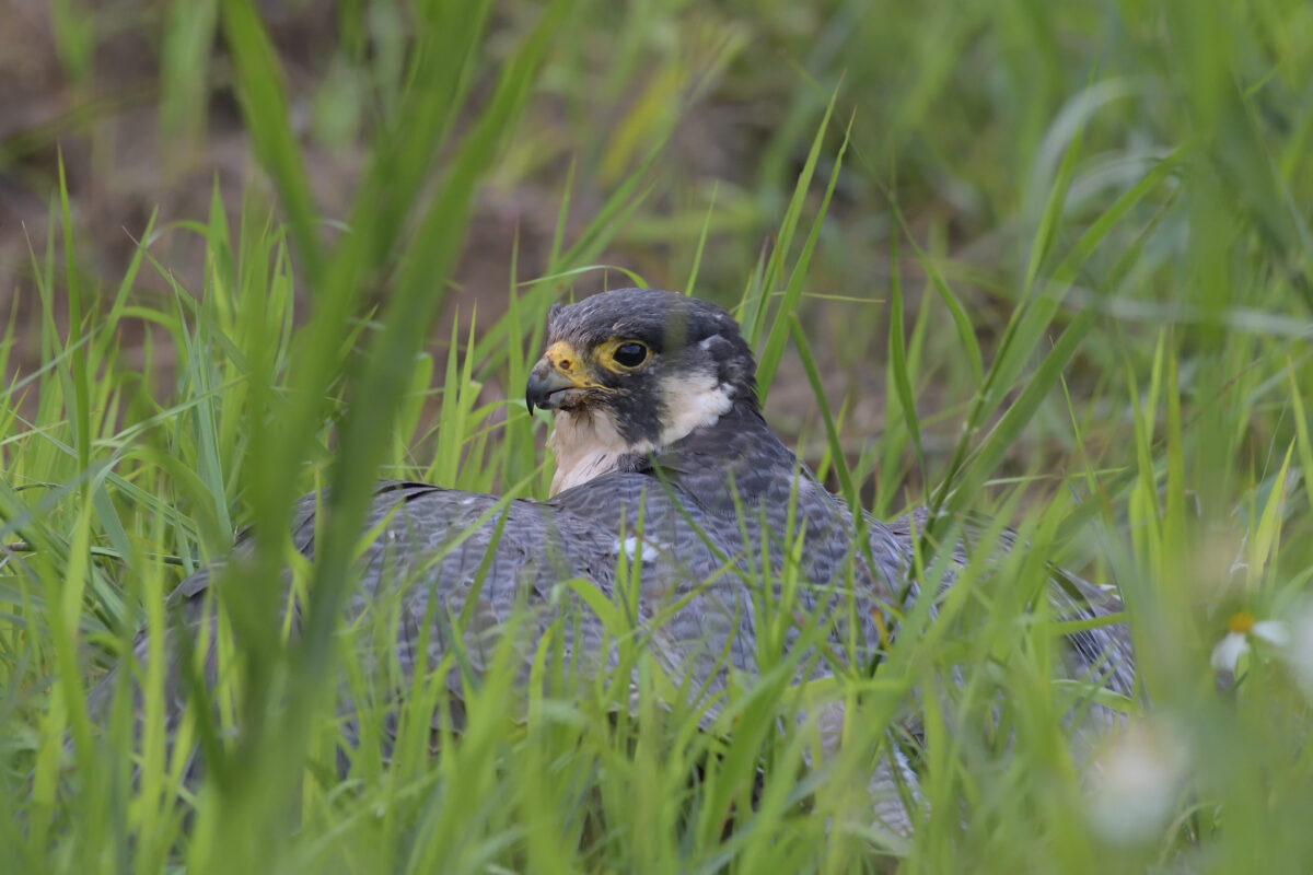 ハヤブサ
ハヤブサ若鳥
西表島
ミダラの田んぼ
