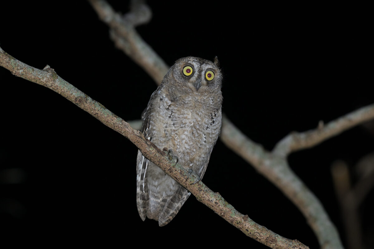リュウキュウコノハズク幼鳥
夜のリュウキュウコノハズク幼鳥
リュウキュウコノハズク幼鳥
夜のリュウキュウコノハズク
県道沿い
西表島