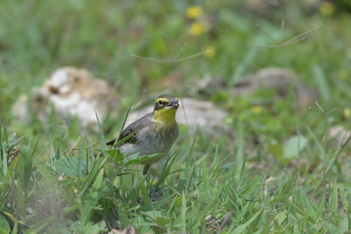 ツメナガセキレイ
西表島
佐久田
