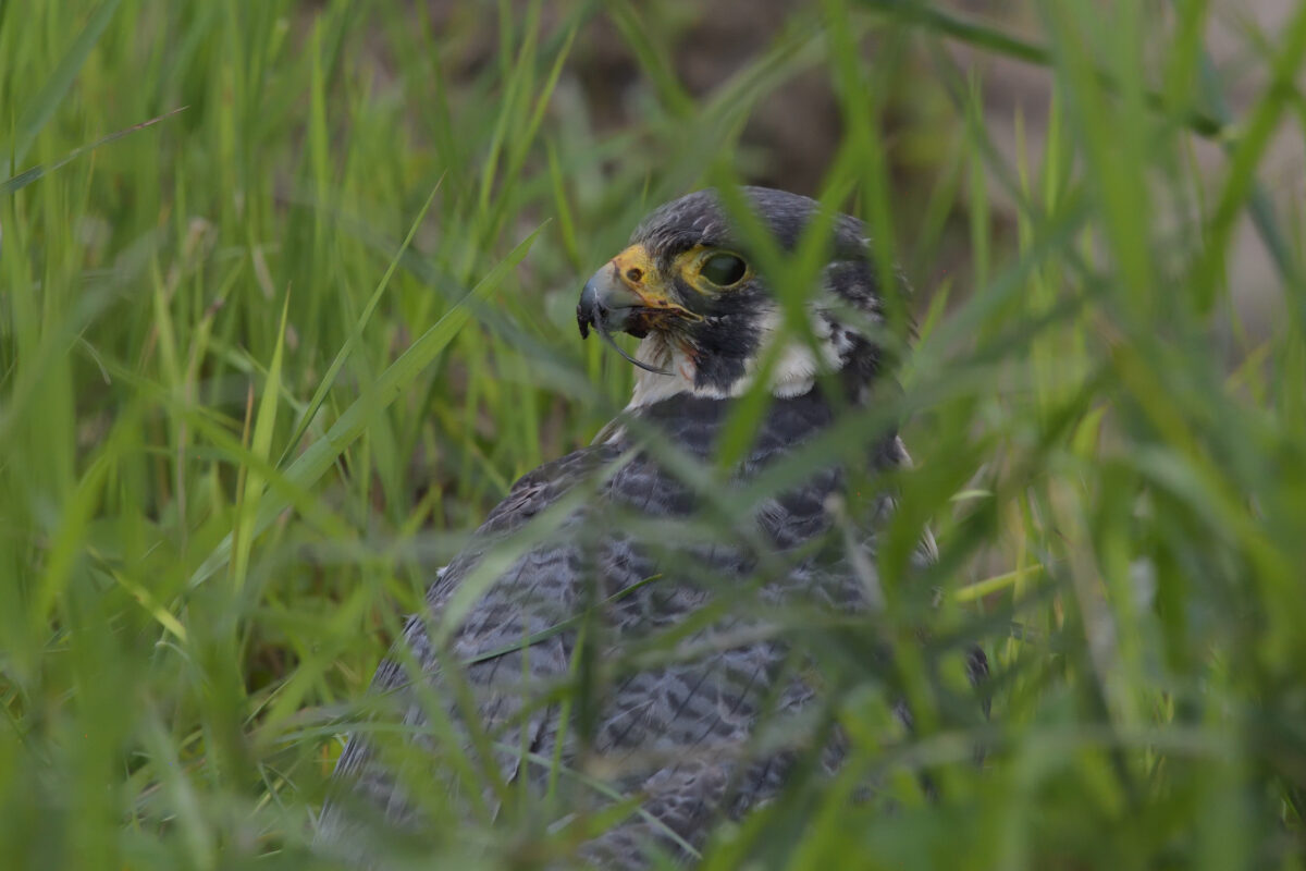 ハヤブサ
ハヤブサ若鳥
西表島
ミダラの田んぼ