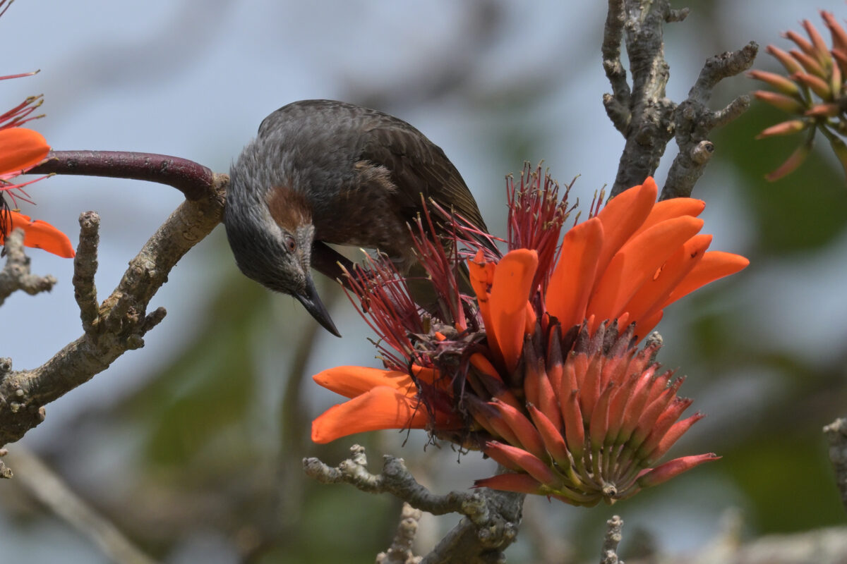 イシガキヒヨドリ
西表島
大原集落