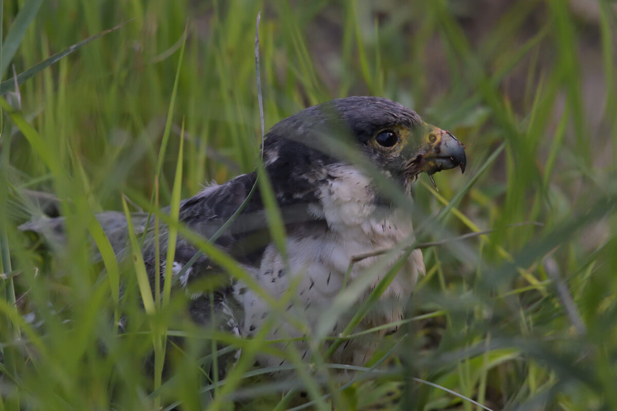 ハヤブサ
ハヤブサ若鳥
西表島
ミダラの田んぼ